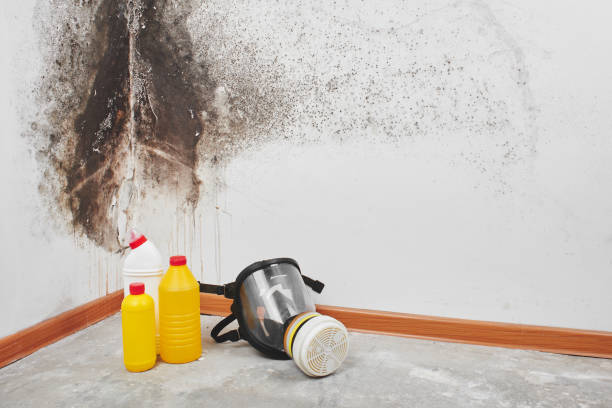 Best Black Mold Remediation in Parkland, WA