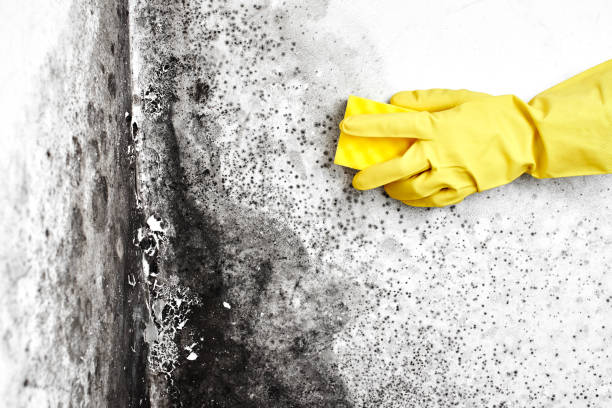 Best Basement Mold Remediation in Parkland, WA