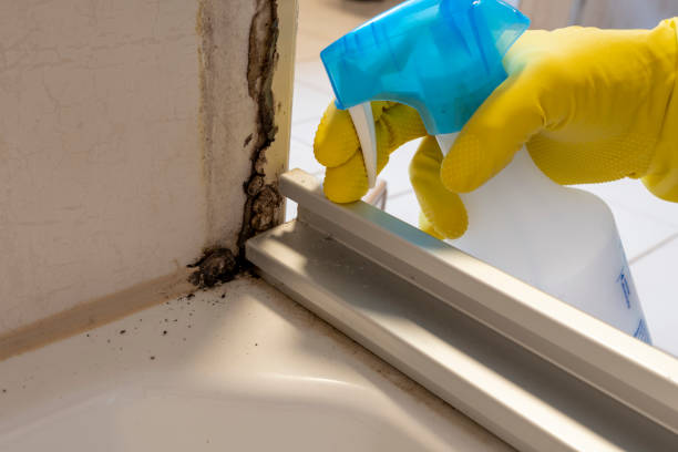 Best Commercial Mold Remediation in Parkland, WA