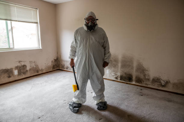 Best Localized Mold Remediation (e.g., coastal areas, humid climates) in Parkland, WA